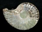 Inch Silver Iridescent Ammonite From Madagascar #3672-1